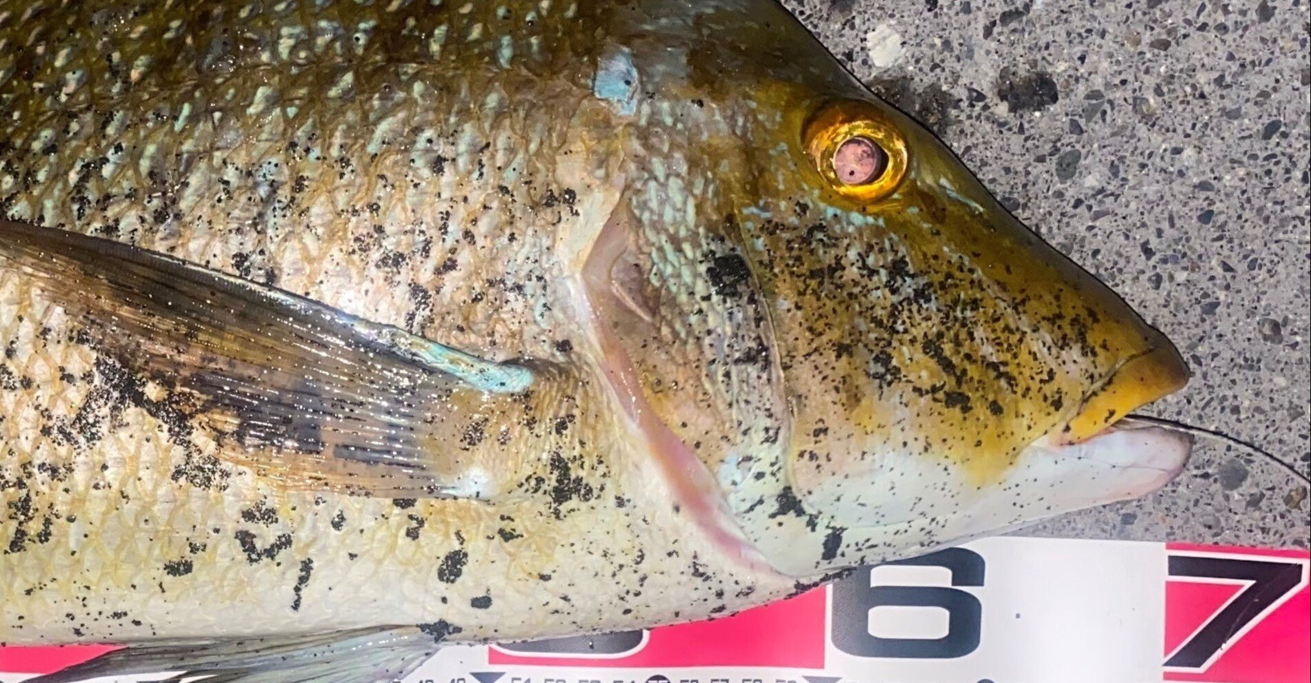 入れパク編 疾走 夏枯れタマン 8 29 30 タマンノート Note