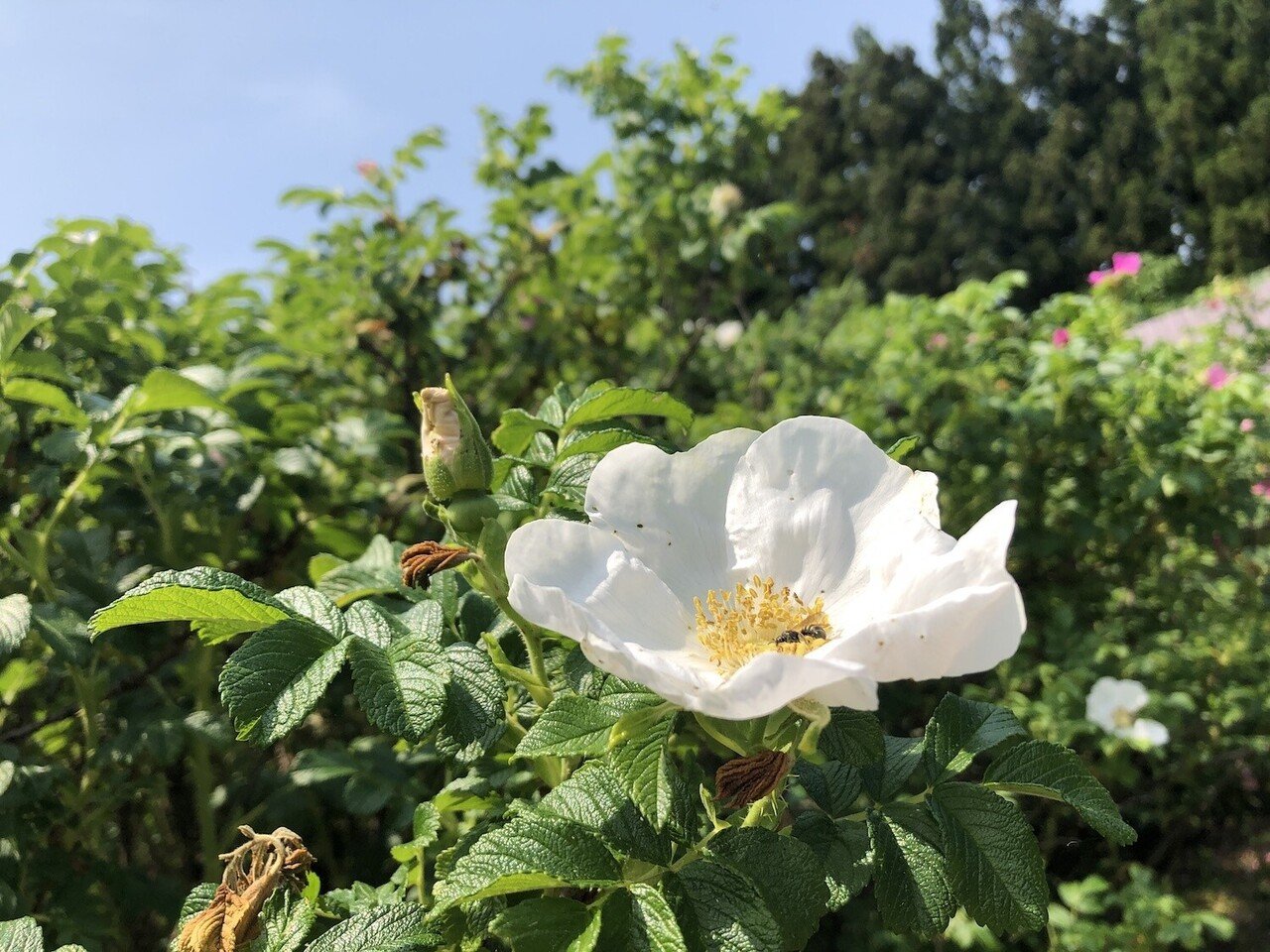 ハマナス Japanese rose｜プラントリップ -plantrip β版-