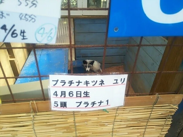 画像81