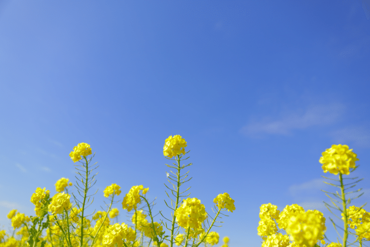 いつもの 景色は キセキの 連続 #花 #幸せ #こころ #あなたの応援団 #写真 #フォトポエム #フォトポエムカウンセラー