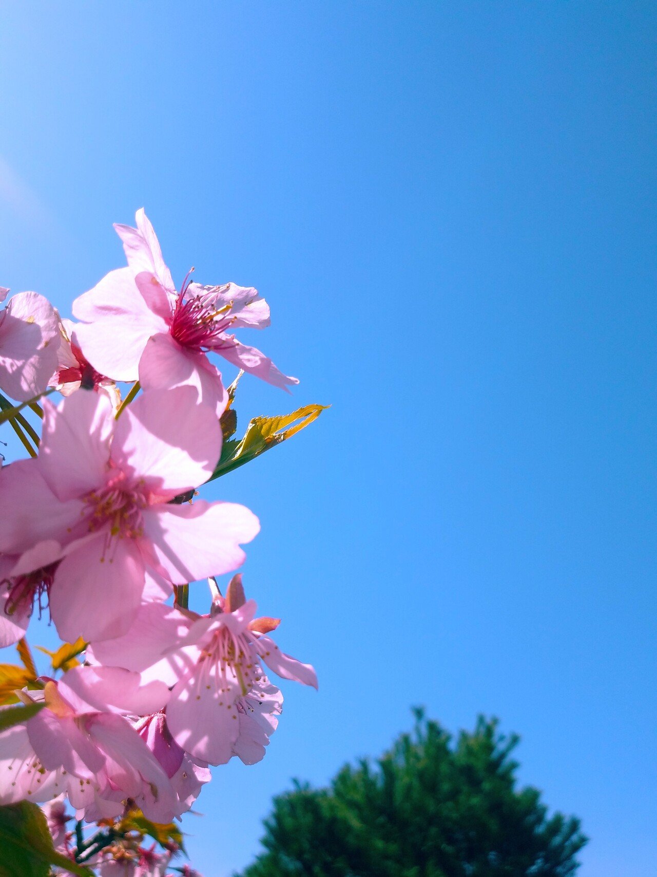 早く咲かないかな 河津桜 ゆー Note 早く咲かないかな 河津桜 ゆー Note
