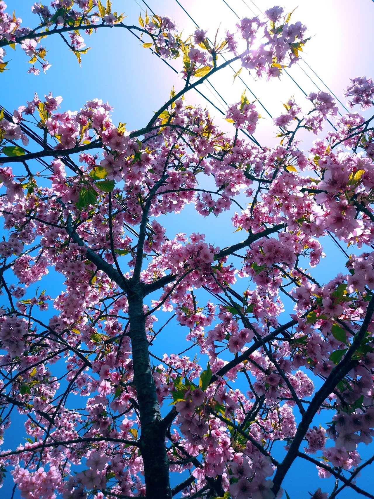 早く咲かないかな 河津桜 ゆー Note 早く咲かないかな 河津桜 ゆー Note
