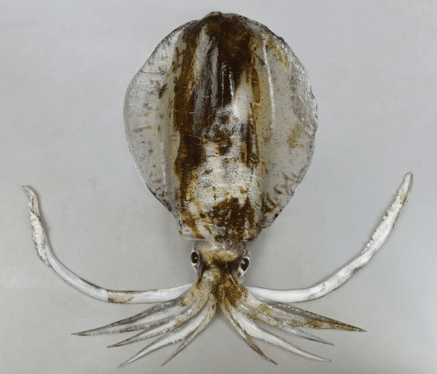 食べる日本のイカの種類 おおたしじみ Note