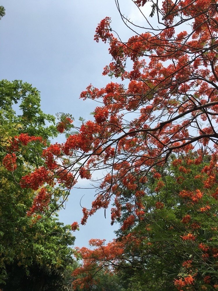 鳳凰木（ホウオウボク）です。

花は４月から６月上旬に掛けて咲きますが、タイのバンコク近郊では５月上旬が最盛期。