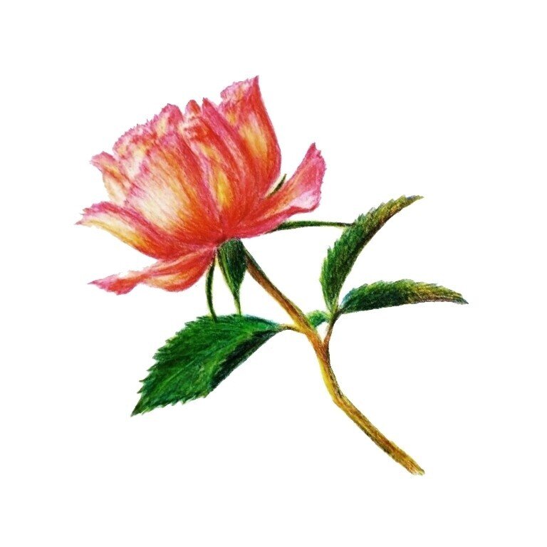 花一輪 色鉛筆画 せきぞう Note
