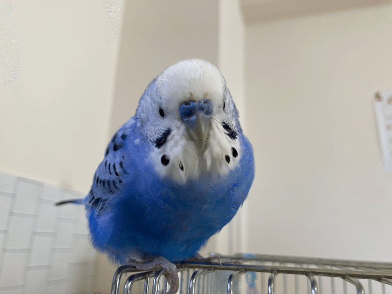 ぽぴが大人の階段登りました インコまるけ Note ぽぴが大人の階段登りました インコまるけ Note
