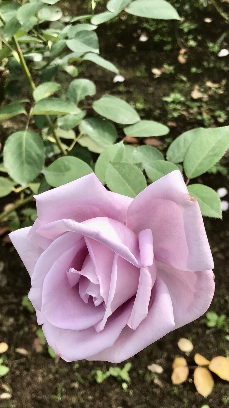 初心者 花 を撮る 美しさそれぞれ おだ ちえ Note