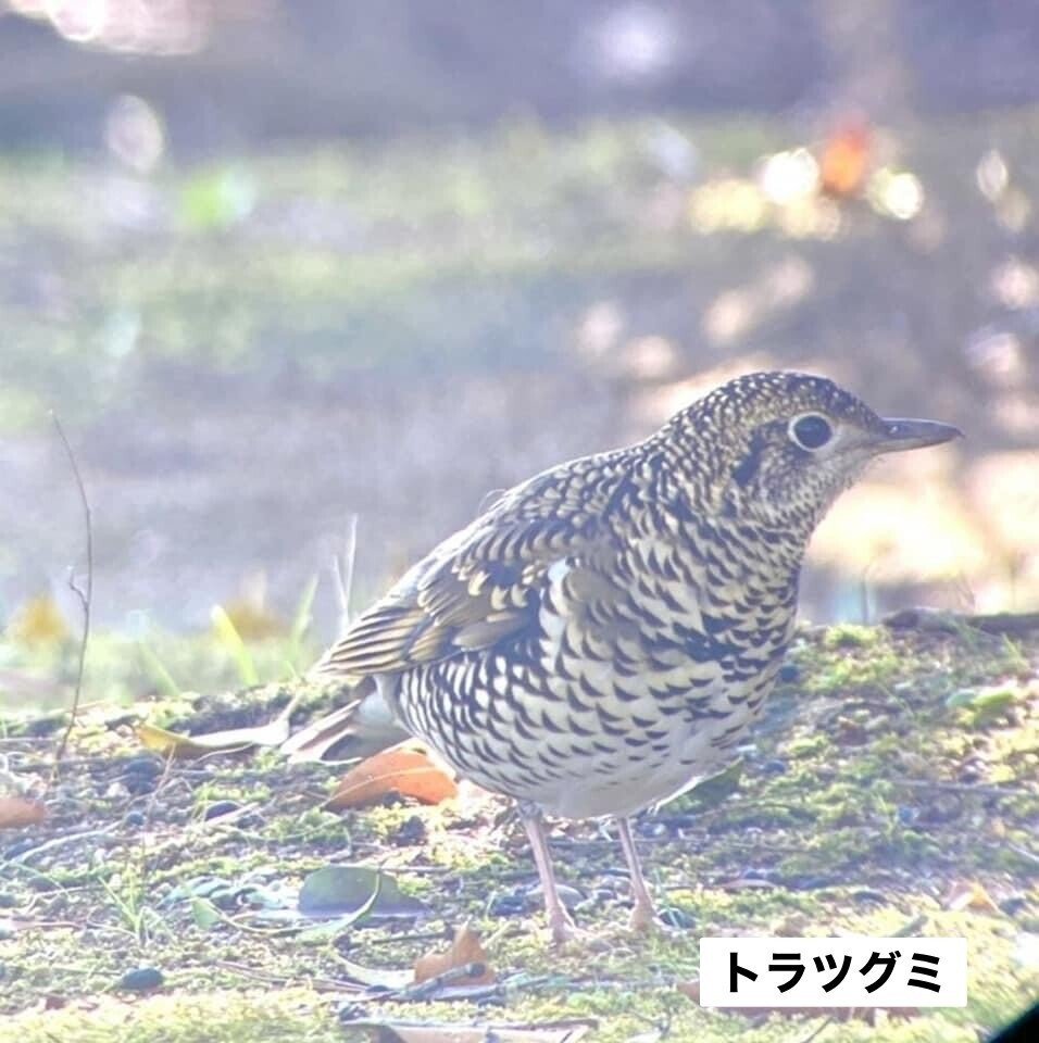 ガイドの休日 北摂でのバードウォッチング巡り 京都ネイチャーツアー Note ガイドの休日 北摂でのバードウォッチング巡り 京都ネイチャーツアー Note