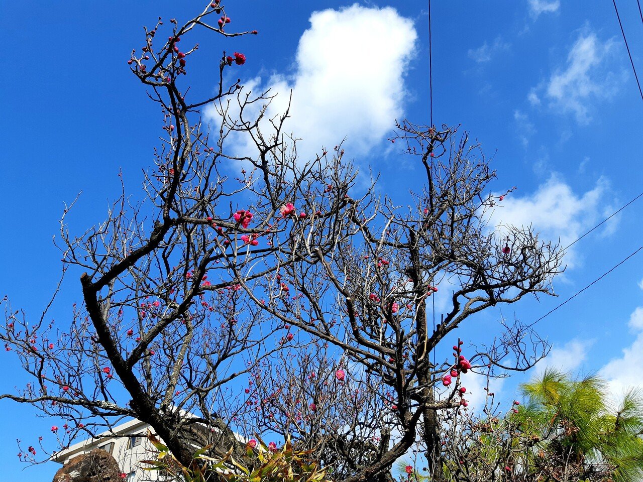 梅の花素敵なコラボ空の青 山田幸子フリーアナウンサー Note 梅の花素敵なコラボ空の青 山田幸子フリーアナウンサー Note