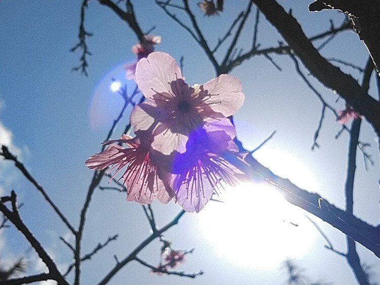 サクラサケ！

伊良部牧山の桜の名所だった遊歩道。
数年前の台風で、バキバキにやられて以降、あまり咲かなくなっています。
今年は一本だけ頑張って盛りを見せてくれました！