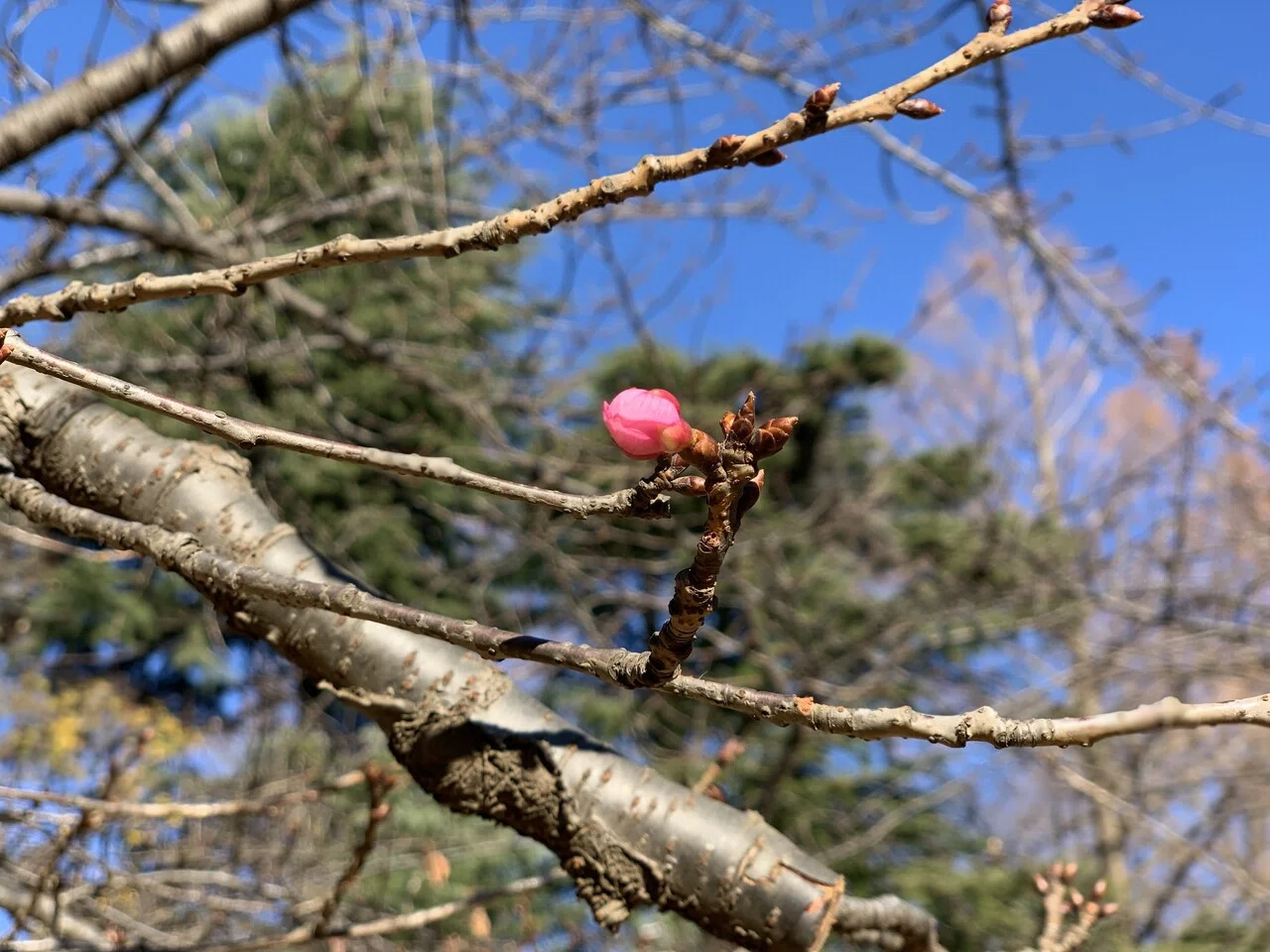 今日 関東で史上最も早い 春一番 が吹いたそうです 春一番 とは立春から春分の間の期間で 10分間平均で風速8m S以上の風が吹き込み 前日に比べて気温が上昇することを発生条件とするそうです 春一番の後 川口 展弘 Nobuhiro Kawaguchi Note