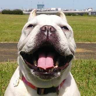 パラディア投与開始 ヴァイラーギャ Note