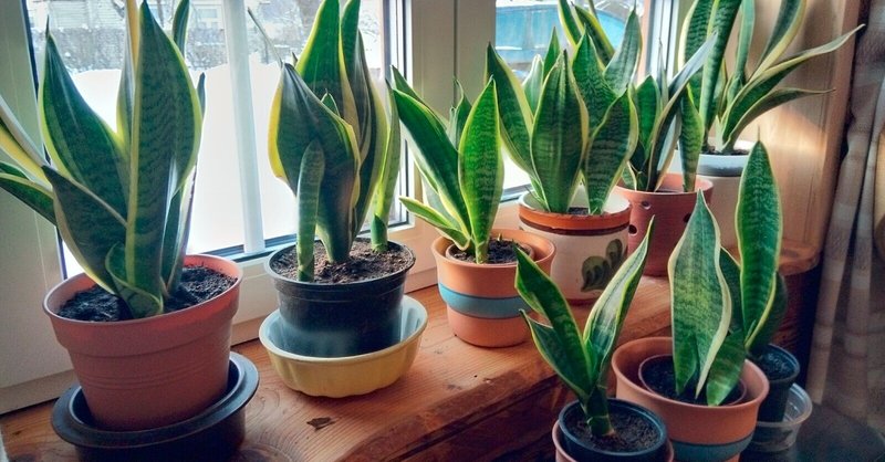 植物男子ベランダーを忘れていませんか すー Note 植物男子ベランダーを忘れていませんか すー Note