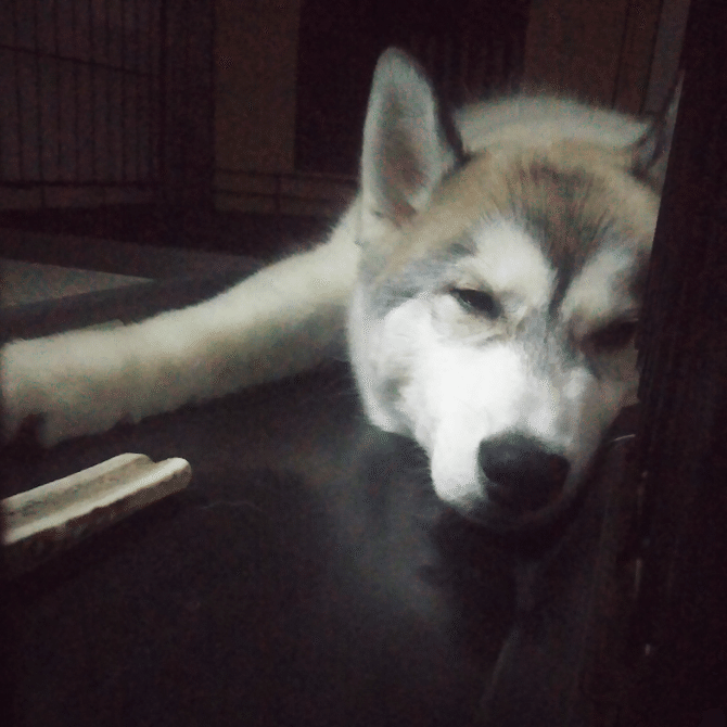 テレワーク中に なでて とやってくる猫と犬がかわいいったらない エンジニアリングで世界をちょっとよくするノート Byアシアル