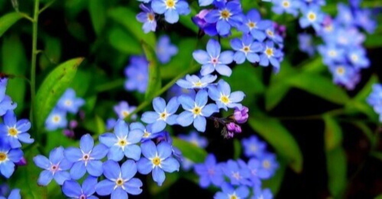 ワスレナグサ Rounders ラウンダーズ Note ワスレナグサ Rounders ラウンダーズ Note