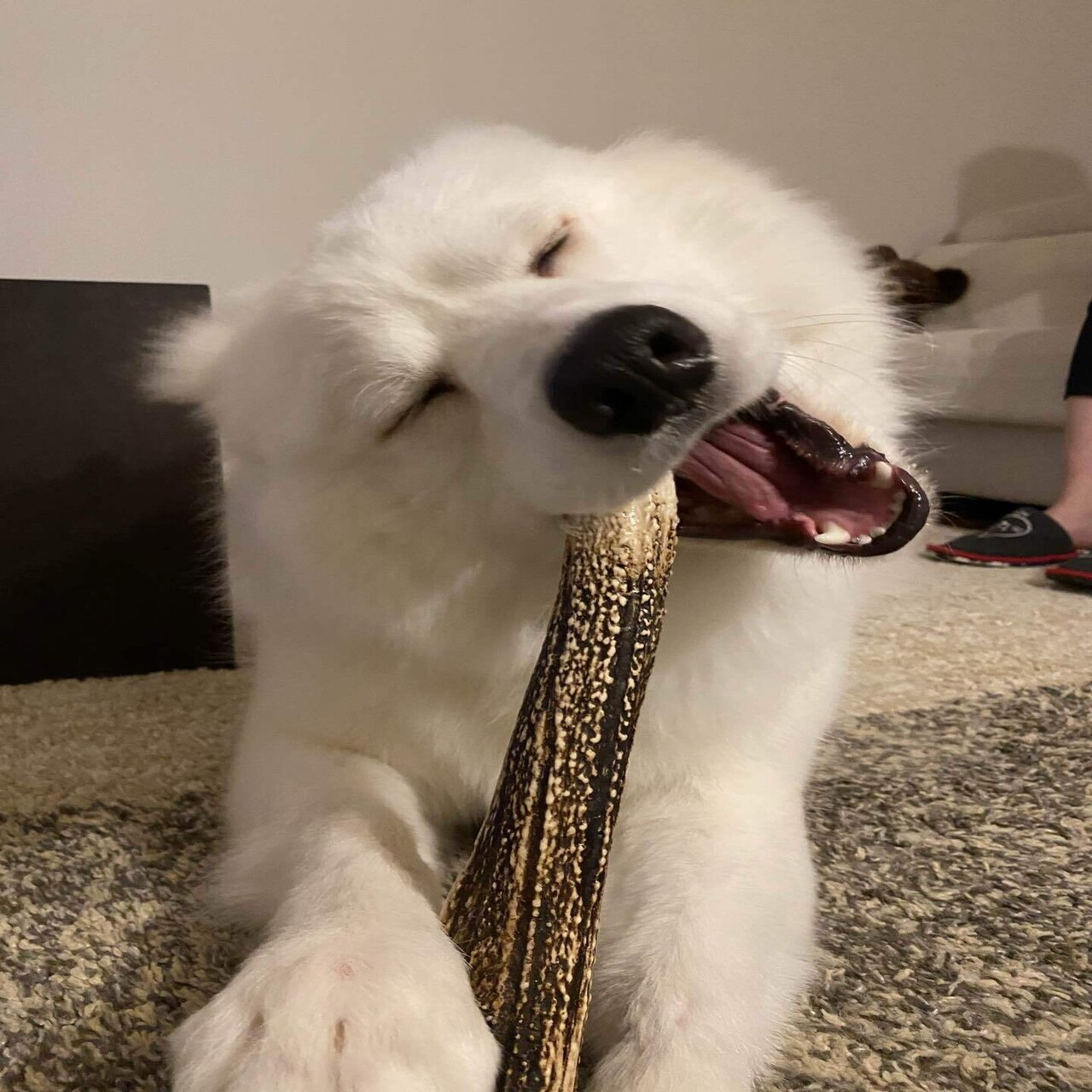 鹿の角 安全に使えてますか くまの飼い主 Note