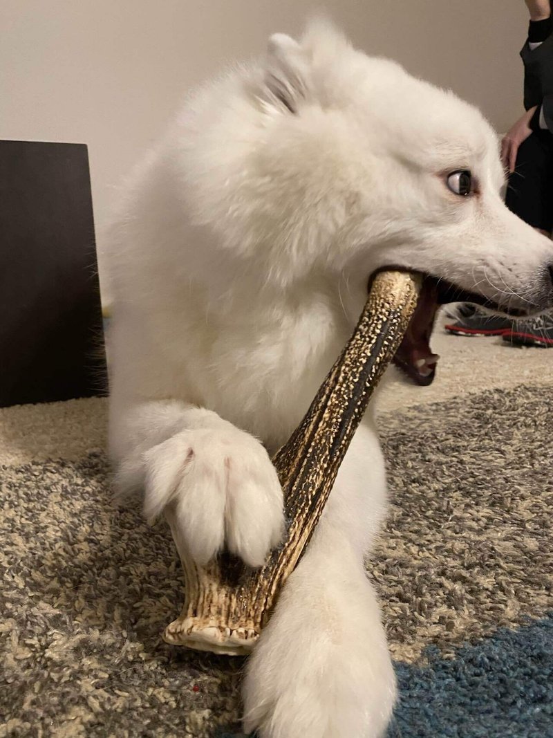 鹿の角 安全に使えてますか くまの飼い主 Note