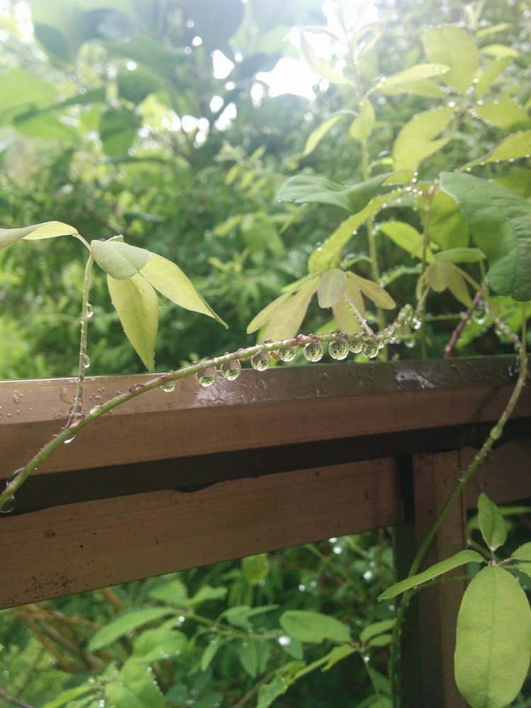 鈴なりの雨粒