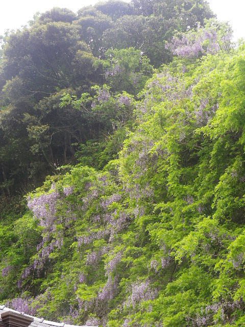 04-1_____17.05.09_鎌倉_大宝寺_の山藤