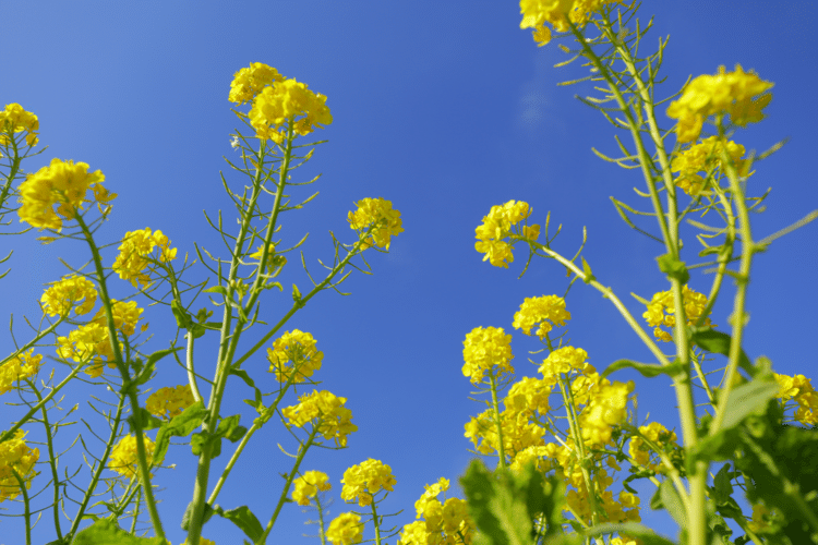 綺麗に 咲かなくていい 咲きたいように 咲けばいいよ #花 #幸せ #こころ #あなたの応援団 #写真 #フォトポエム #フォトポエムカウンセラー