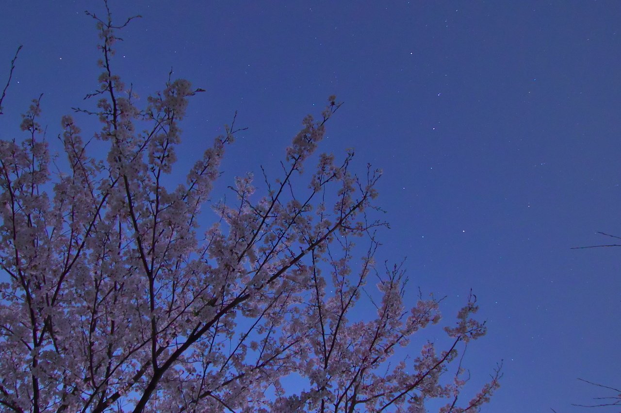 2014桜と北斗七星
