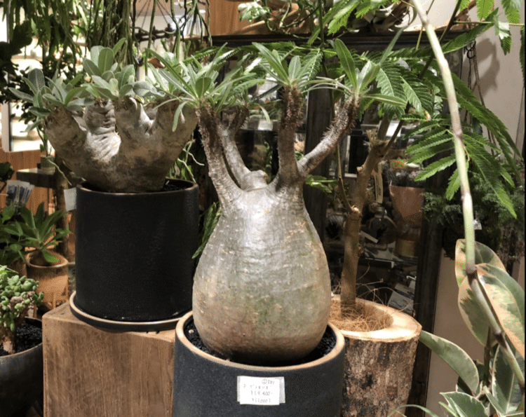 高価な観葉植物 の新着タグ記事一覧 Note つくる つながる とどける 高価な観葉植物 の新着タグ記事一覧 Note つくる つながる とどける