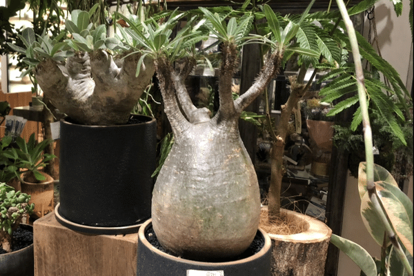 高価な観葉植物 の新着タグ記事一覧 Note つくる つながる とどける 高価な観葉植物 の新着タグ記事一覧 Note つくる つながる とどける