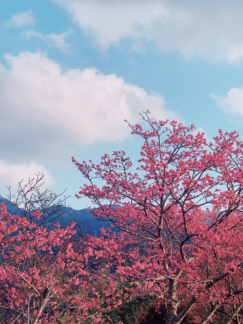 沖縄 北部 もう桜満開ですよー 沖縄の桜は カンヒザクラ 寒緋桜 という種類で ベル みたいに下向きに咲く濃いピンク色の花びらの桜です 花言葉 艶やかな美人 美人の瀬織津姫が 始まるよー Mu Note 沖縄 北部 もう桜満開ですよー 沖縄の桜は カンヒザクラ 寒緋桜 という種類で ベル みたいに下向きに咲く濃いピンク色の花びらの桜です 花言葉 艶やかな美人 美人の瀬織津姫が 始まるよー Mu Note