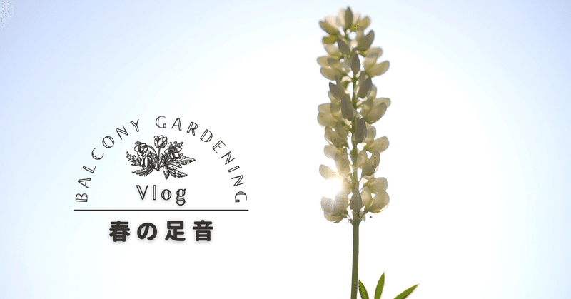 動画 春の足音が聞こえたよ ゆかこ Note