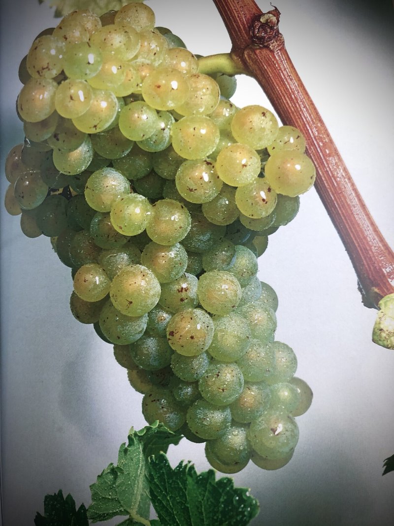 ユマーニュブラン_スイスのブドウ品種