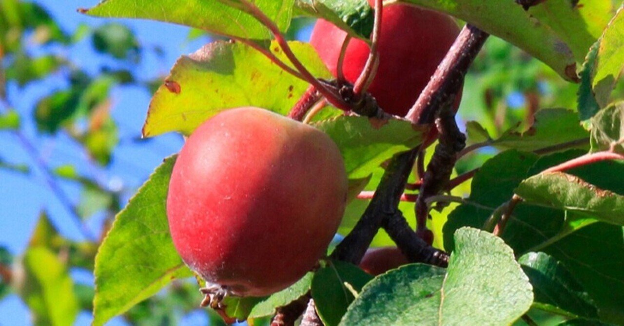 リンゴ Apple 御所川原 Plantrip B版 Note リンゴ Apple 御所川原 Plantrip B版 Note