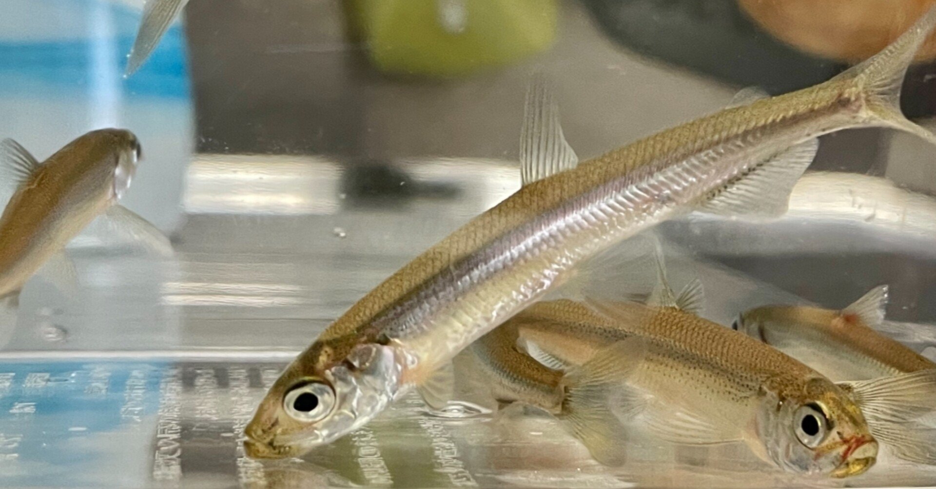 ワカサギを食べずに飼育してみた 旅好き みーまま 海外移住計画中 Note ワカサギを食べずに飼育してみた 旅好き みーまま 海外移住計画中 Note