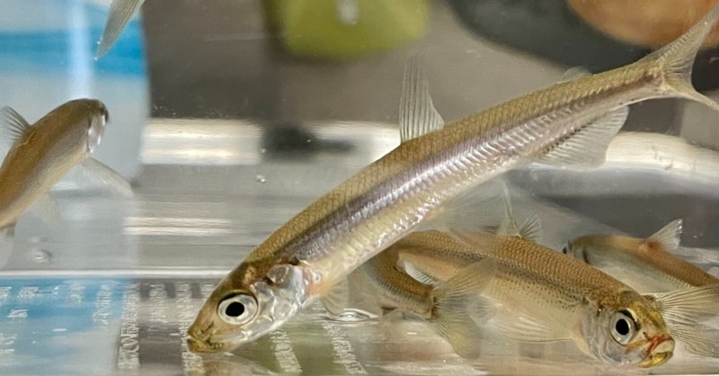 ワカサギを食べずに飼育してみた 旅好き みーまま 海外移住計画中 Note ワカサギを食べずに飼育してみた 旅好き みーまま 海外移住計画中 Note