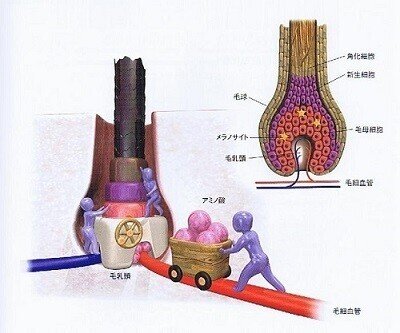 毛髪の基礎知識 髪は １日に何本抜ける 小谷 Note