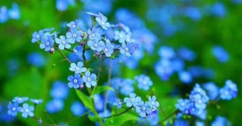 音楽話 51 空気公団 悲しみ知らん顔 09 Tahfully Note