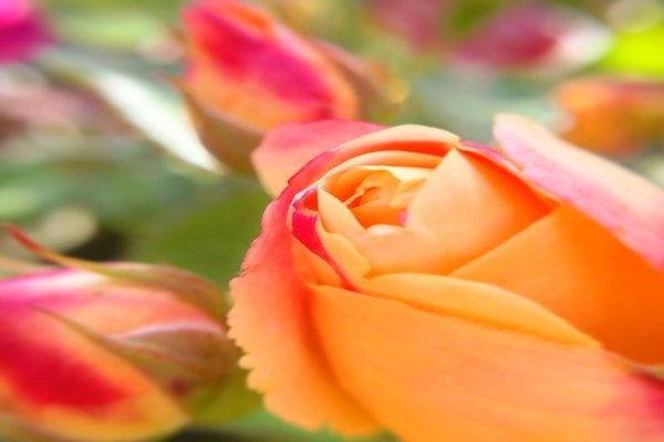 オレンジ薔薇の花言葉 絆信頼さわやかすこやか愛嬌 の新着タグ記事一覧 Note つくる つながる とどける