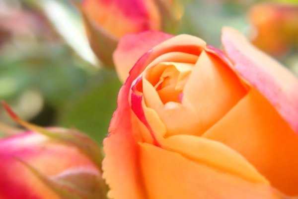 オレンジ薔薇の花言葉 絆信頼さわやかすこやか愛嬌 の新着タグ記事一覧 Note つくる つながる とどける オレンジ薔薇の花言葉 絆信頼さわやかすこやか愛嬌 の新着タグ記事一覧 Note つくる つながる とどける