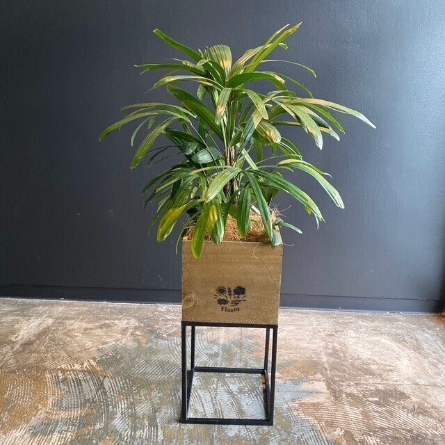 観葉植物はじめました Flosta Inc Note