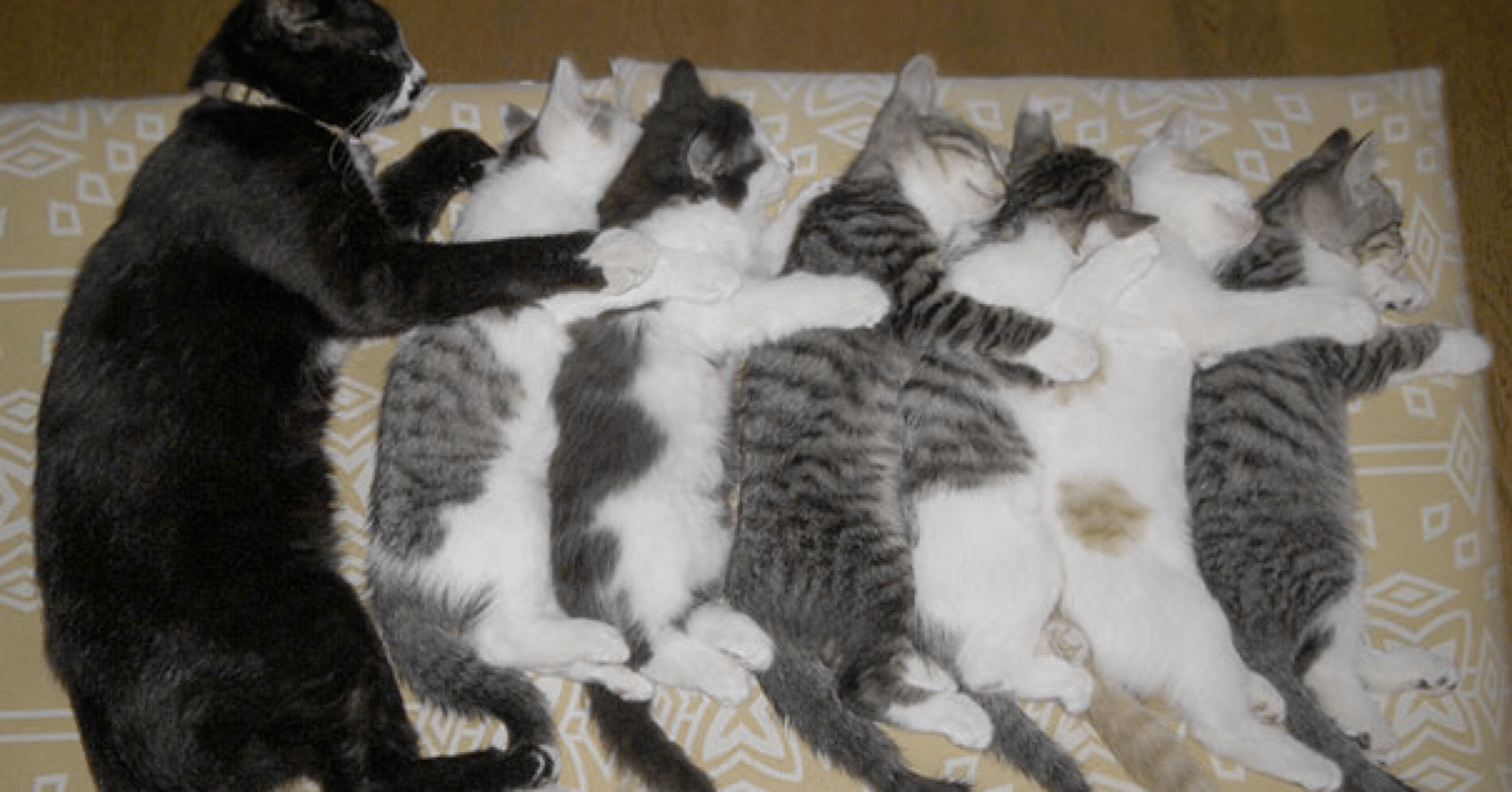 ねむり猫はどこにいる (5)｜ノリノリ