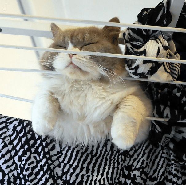 ねむり猫はどこにいる (5)｜ノリノリ