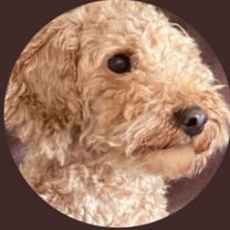 犬先生 Note 犬先生 Note