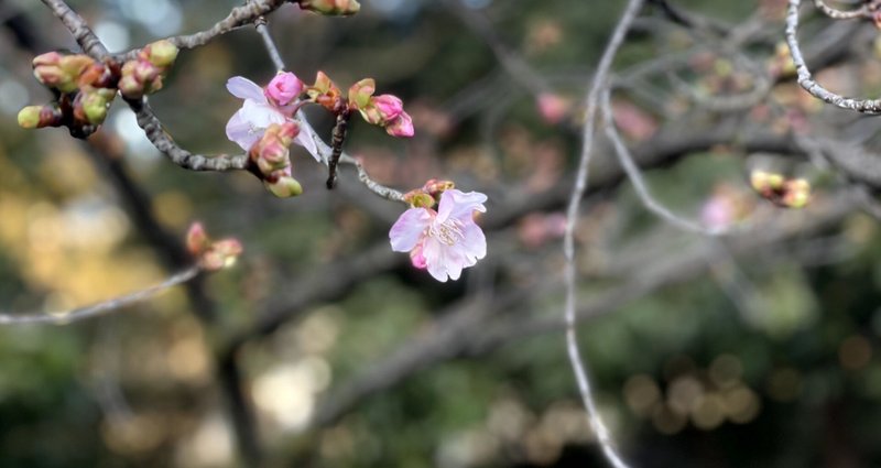 英語のお仕事 思いやり 新原百音 Note 英語のお仕事 思いやり 新原百音 Note