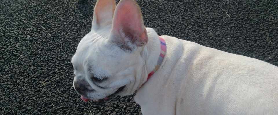 病院へ 子宮蓄膿症 ヴァイラーギャ Note