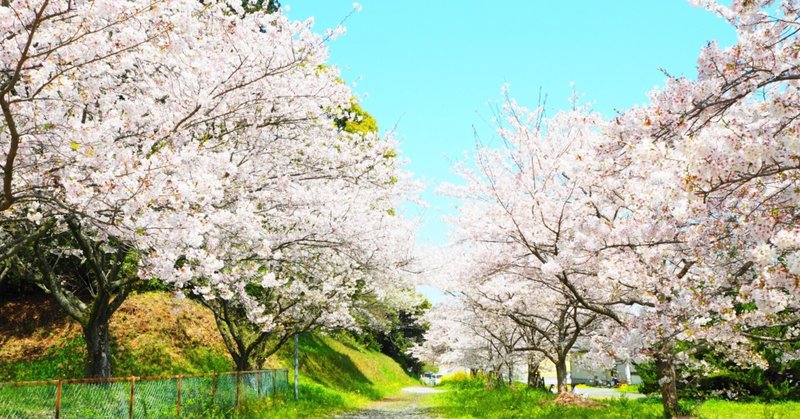 2月5日　子を見る僕と桜の中の西行