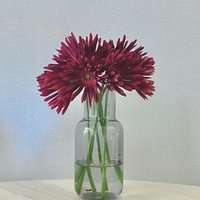 こんなときこそ家に花を飾ろう 本当はかんたんな草花の買い方 基本のお手入れ Juneray Note こんなときこそ家に花を飾ろう 本当はかんたんな草花の買い方 基本のお手入れ Juneray Note