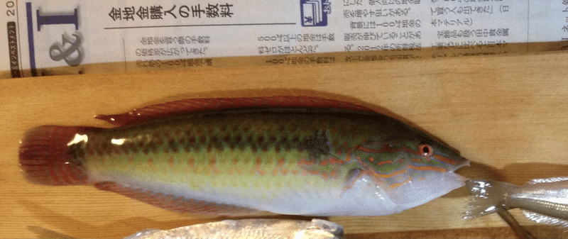 ベラの刺身を食べてみた つりキッチン Note ベラの刺身を食べてみた つりキッチン Note