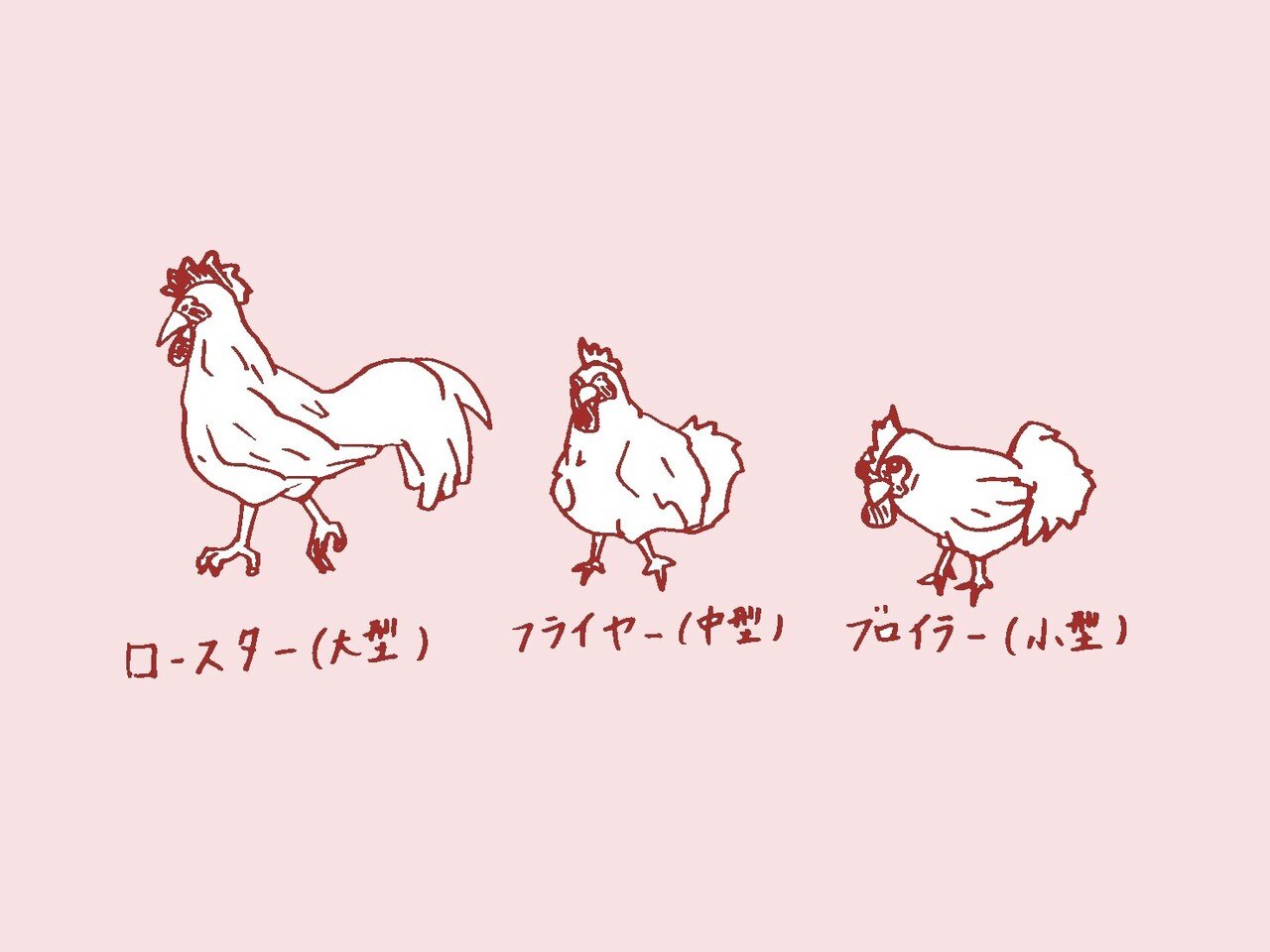 若どり」=「ブロイラー」なの??|日本一鶏肉研究所(トリケン) 若どり」=「ブロイラー」なの??|日本一鶏肉研究所(トリケン)
