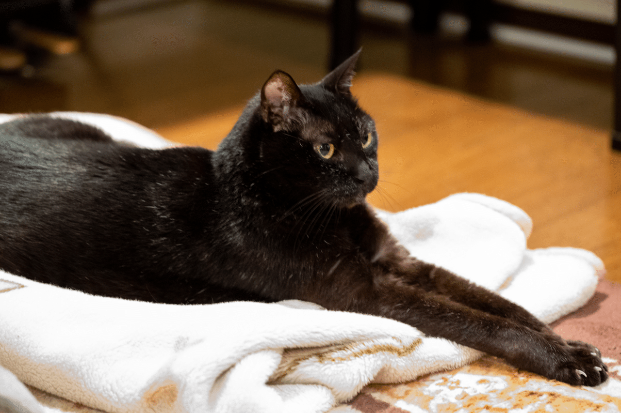 手長猫 くろねこ Note