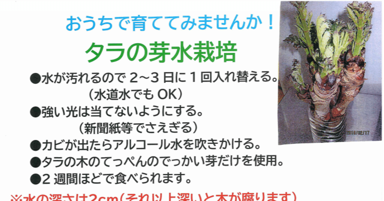 おうち時間で山菜採り タラの芽栽培キット販売開始しました タネや 初鹿野商店 Note おうち時間で山菜採り タラの芽栽培キット販売開始しました タネや 初鹿野商店 Note