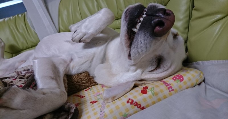 寝ながら笑顔犬 人を笑う人より人を笑顔に出来る人になりたいですね かおり Note 寝ながら笑顔犬 人を笑う人より人を笑顔に出来る人になりたいですね かおり Note